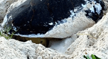 大海龟挖洞动态图