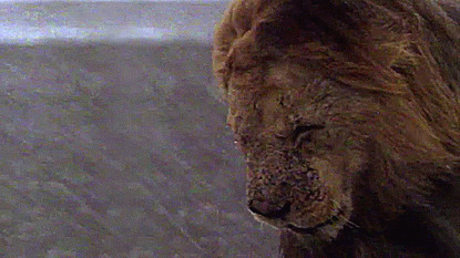 雨中忧伤的狮子动态图片:狮子