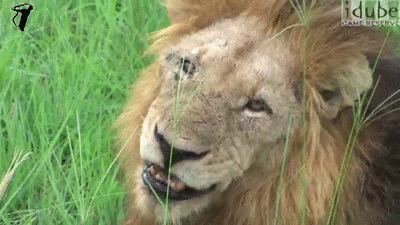 伶牙俐齿的狮子动态图片:狮子