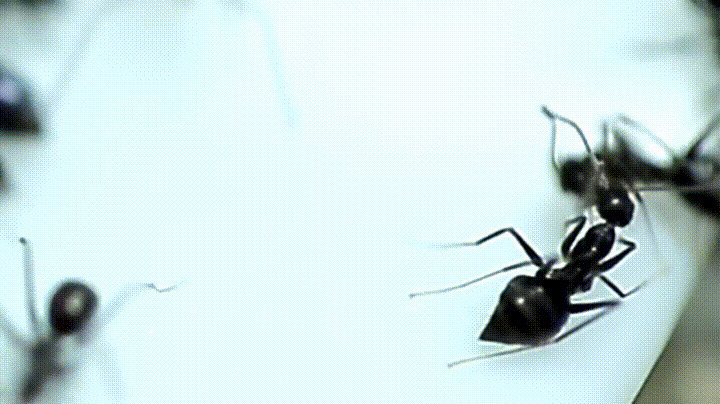 黑蚂蚁动态图片:蚂蚁