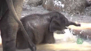 大象戏水动态图片:大象