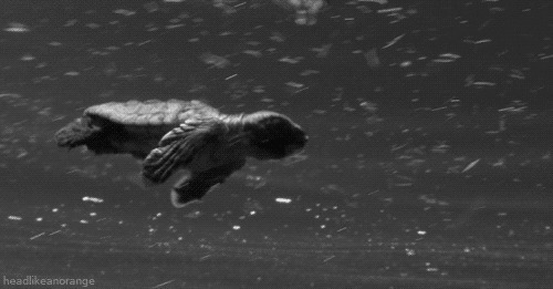 乌龟游泳动态图片:乌龟