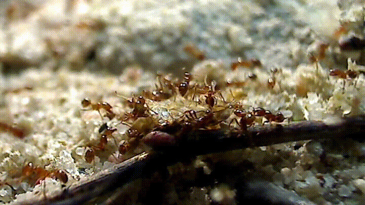 寻食的蚂蚁动态图片:蚂蚁