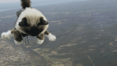 猫猫高空跳伞动态图:猫猫