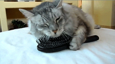猫咪梳毛发动态图