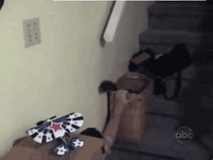 猫咪滑楼梯搞笑图片
