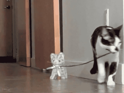 猫咪的小玩具动态图:猫猫