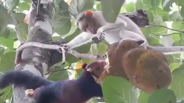 猴子打松鼠动态图片:猴子