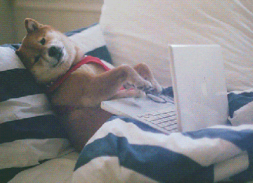 狗狗打键盘动态图片