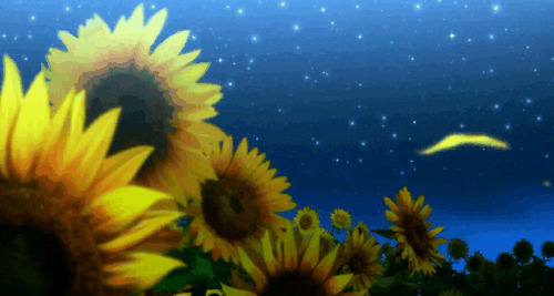 傍晚的向日癸动态图片:向日葵