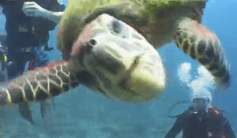 乌龟张嘴动态图片:乌龟