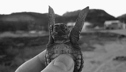 小乌龟摆爪子动态图片:小乌龟