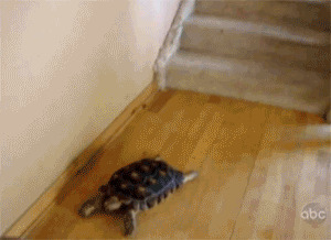 乌龟下楼梯动态图片:乌龟