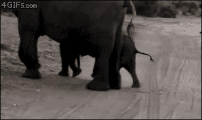 大象徒行动态图片:大象