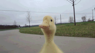 小鸭子跑步动态图片:下鸭子