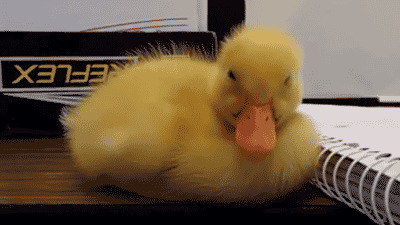 小鸭子睡觉动态图片:小鸭子