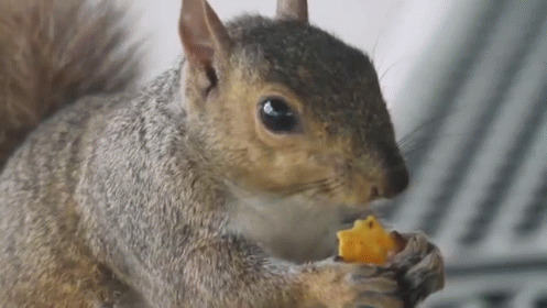 小松鼠吃饼干gif图:松鼠