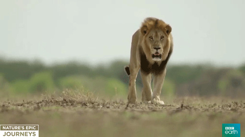 行走的狮子动态图:狮子