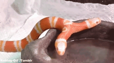 双头蛇喝水动态图片:双头蛇