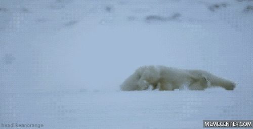 北极熊雪地撒欢gif图