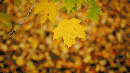 风中摇摆的秋叶动态图片:秋叶