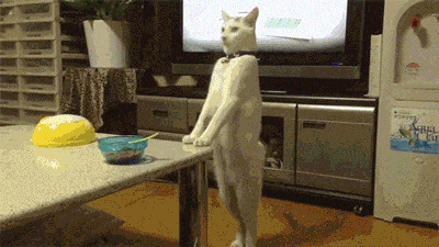 猫猫站立动态图片