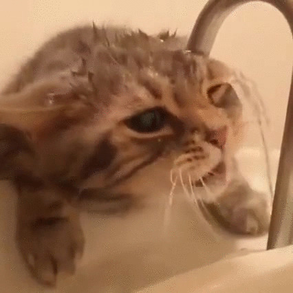 猫咪水龙头喝水闪图