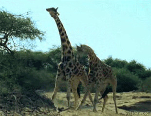 长颈鹿打架动态图片