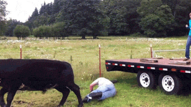 骑牛摔倒恶搞动态图片