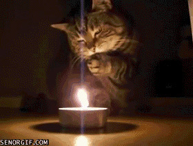 猫咪烛光烤火搞笑图片