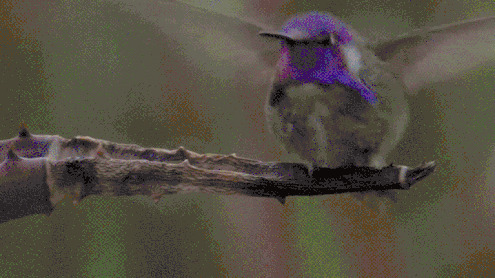 枯枝上小鸟动态图:小鸟