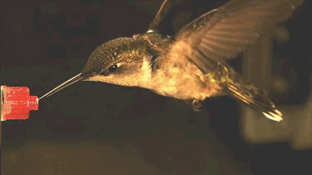 挥翅膀的鸟喝水动态图:小鸟