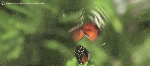 热情的蝴蝶动态图:蝴蝶