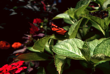 红色蝴蝶动态图片:蝴蝶