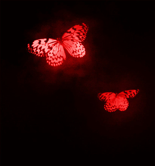 唯美红色蝴蝶gif素材:蝴蝶