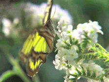 花蝴蝶吃花蜜gif素材图片