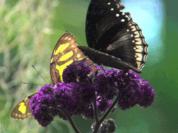 鲜花上的蝴蝶动态图:蝴蝶