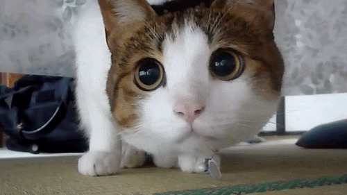 猫咪警惕目光表情图