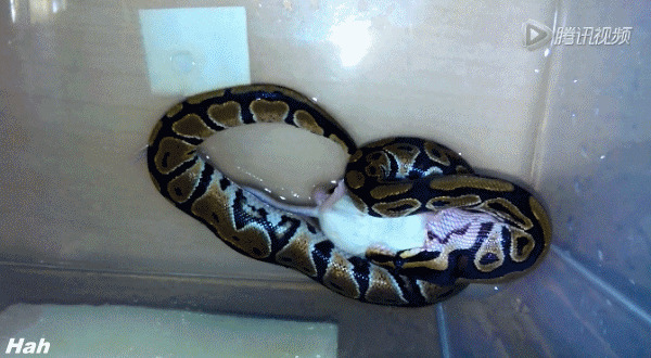 蛇吃老鼠动态图片