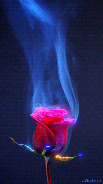 一朵唯美的玫瑰花闪图:玫瑰花