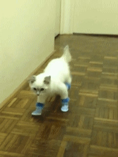 猫咪穿鞋走路搞笑图片:猫猫