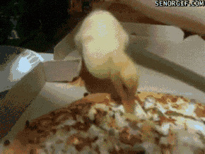 小鸭子吃披萨表情图片:小鸭子