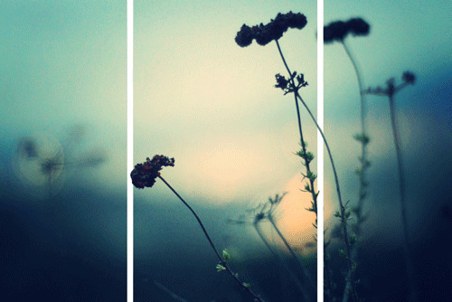 清晨的野花唯美图片:野花