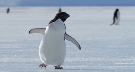 企鹅锻炼身体动态图:企鹅