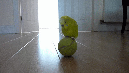 小鹦鹉玩球gif图片:鹦鹉