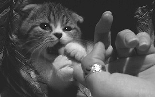 小喵咪啃手指gif图:猫猫