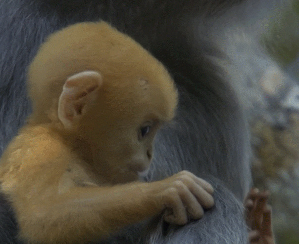 小黄猴动态图片:猴子