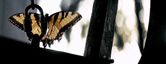 铁链上的蝴蝶动态图片:蝴蝶