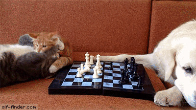 狗狗猫猫下棋动态图片:下棋