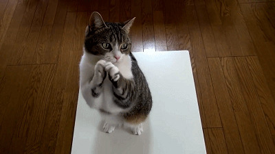 猫猫向您鞠躬了动态图片